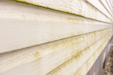 The Dangers of Mold and Algae Growth on Your Home’s Exterior Thumbnail